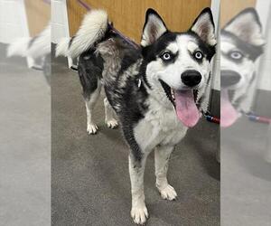 Siberian Husky Dogs for adoption in Forestville, MD, USA