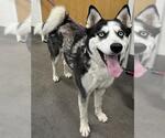 Small Siberian Husky
