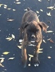 Small Photo #16 Boxer Puppy For Sale in AFTON, WY, USA