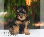 Mars - Male Yorkshire Terrier Puppy for Sale - Photo #5