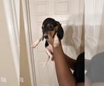 Puppy Cow Beagle