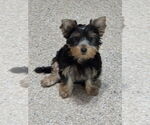 Small Mutt