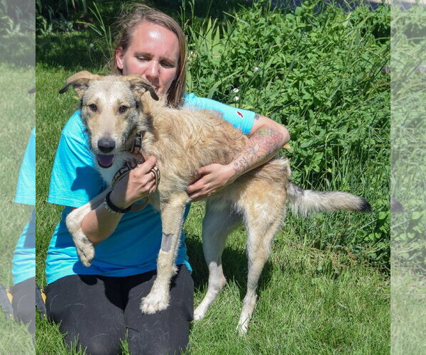 Medium Photo #5 Borzoi-Irish Wolfhound Mix Puppy For Sale in Huntley, IL, USA