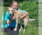 Small #4 Borzoi-Irish Wolfhound Mix