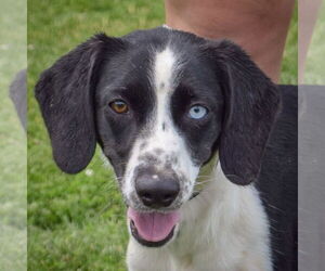 Australian Shepherd-Beagle Mix Dogs for adoption in Huntley, IL, USA