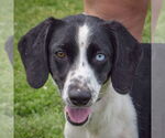 Small Australian Shepherd-Beagle Mix