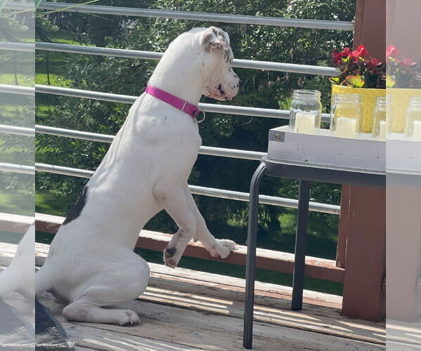 Medium Photo #13 American Bulldog Puppy For Sale in Fargo, ND, USA