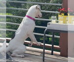Small #12 American Bulldog