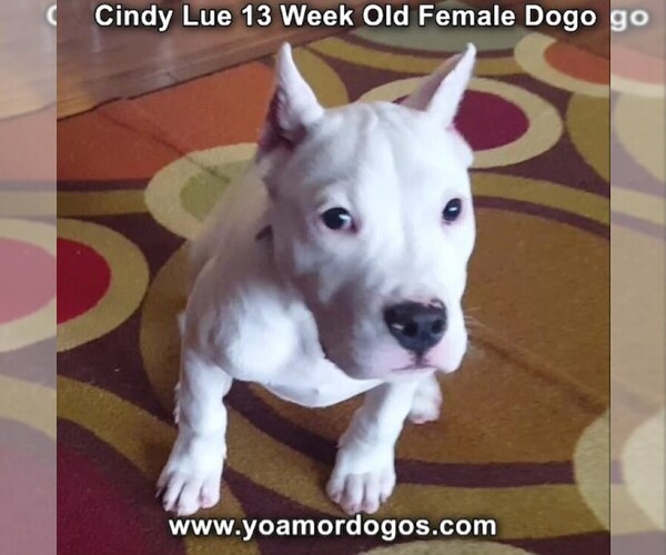 Medium Photo #177 Dogo Argentino Puppy For Sale in PINEVILLE, MO, USA