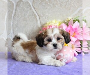 Zuchon Puppy for sale in GORDONVILLE, PA, USA