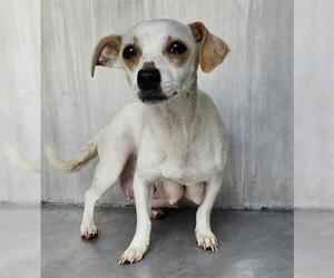 Mutt Dogs for adoption in San Antonio, TX, USA