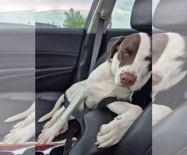 Medium Photo #4 Pointer-Unknown Mix Puppy For Sale in Rockaway, NJ, USA