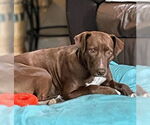 Small #3 Retriever  Mix