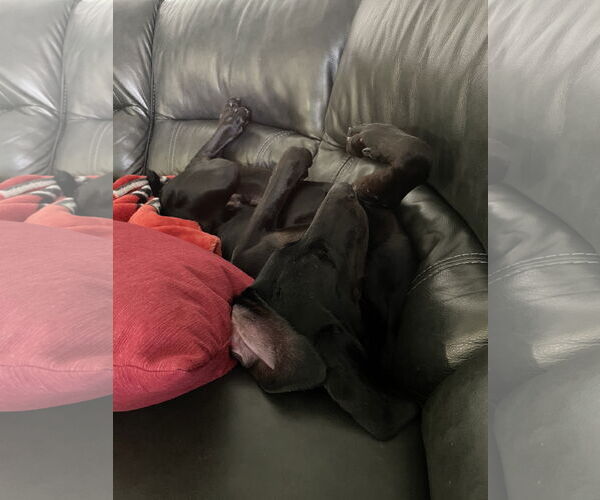 Medium Photo #14 Doberman Pinscher Puppy For Sale in Buffalo, MN, USA