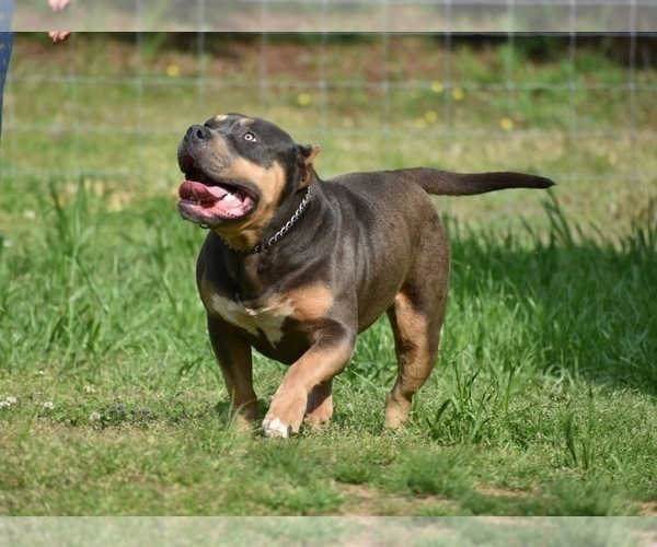 Medium Photo #5 American Bully Puppy For Sale in CLEVELAND, GA, USA