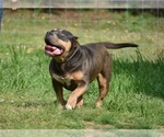 Small Photo #5 American Bully Puppy For Sale in CLEVELAND, GA, USA
