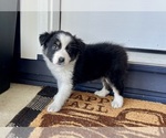 Small #1 Australian Shepherd