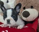 Puppy Diesel Faux Frenchbo Bulldog