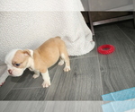 Small Photo #5 English Bulldog Puppy For Sale in FORT GIBSON, OK, USA