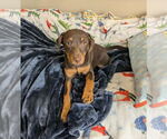 Small #10 Mutt