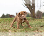 Small Photo #3 English Neo Bull Puppy For Sale in WARSAW, IN, USA