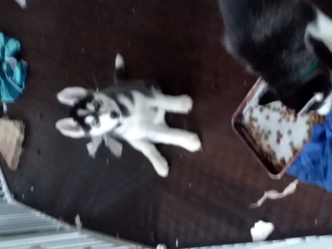 Medium Photo #1 Siberian Husky Puppy For Sale in SAN MARCOS, CA, USA