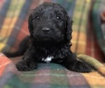 Puppy Shen Shen Australian Labradoodle