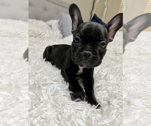 French Bulldog Puppy for Sale in EL PASO, Texas USA