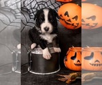 Puppy Spooky Australian Shepherd