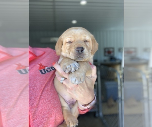 Medium Photo #5 Labrador Retriever Puppy For Sale in LEES SUMMIT, MO, USA
