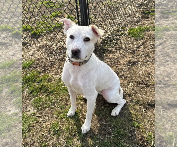 Medium Photo #1 Mutt Puppy For Sale in Evansville, IN, USA