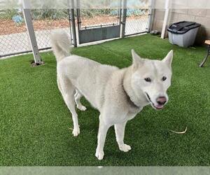German Shepherd Dog-Siberian Husky Mix Dogs for adoption in Corona, CA, USA