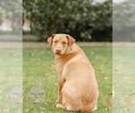 Small Photo #13 Labrador Retriever-Unknown Mix Puppy For Sale in Tuscaloosa, AL, USA