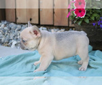 Puppy 3 French Bulldog
