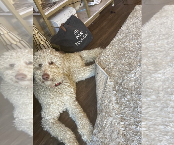 Medium Photo #1 Goldendoodle Puppy For Sale in CLARKSVILLE, TN, USA