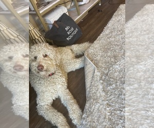 Mother of the Goldendoodle puppies born on 08/20/2025