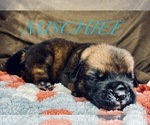 Small Photo #6 Cane Corso-Saint Bernard Mix Puppy For Sale in ANDERSON, CA, USA