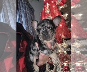 French Bulldog Puppy for sale in BEECH GROVE, IN, USA