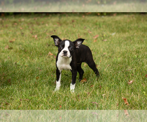 Boston Terrier Puppy for sale in MILFORD, IN, USA