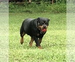 Small #10 Rottweiler