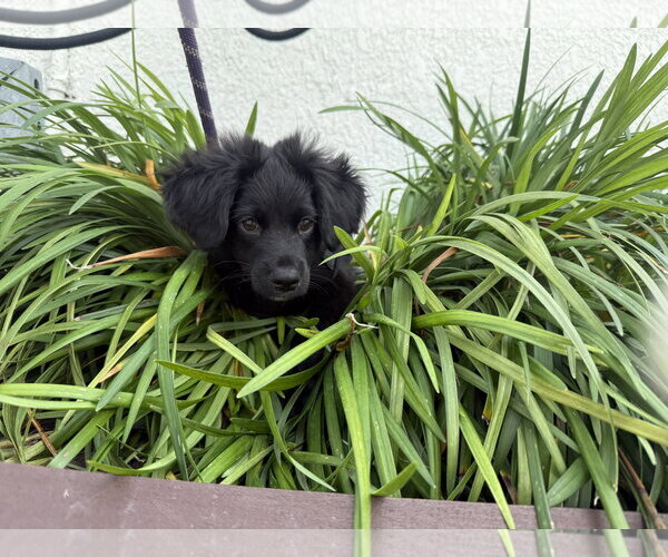 Medium Photo #3 Boykin Spaniel-Labrador Retriever Mix Puppy For Sale in Sanford, FL, USA