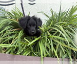 Small #2 Boykin Spaniel-Labrador Retriever Mix