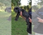 Puppy Hot mamared Cane Corso