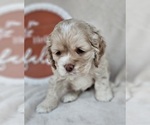 Small Photo #2 Cocker Spaniel Puppy For Sale in MIDDLEBURY, IN, USA