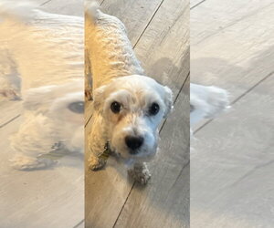 Poodle (Miniature) Dogs for adoption in Sandy, UT, USA