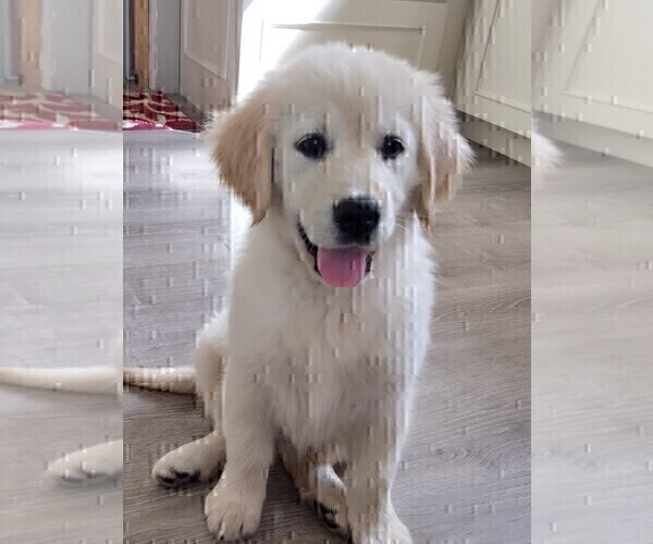 Medium Photo #3 Golden Retriever Puppy For Sale in SPRING GROVE, PA, USA