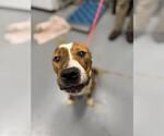 Small American Pit Bull Terrier