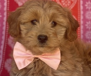 Goldendoodle (Miniature) Puppy for sale in LANCASTER, PA, USA
