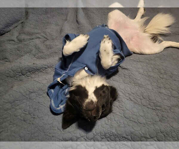 Medium Photo #2 Australian Shepherd-Unknown Mix Puppy For Sale in oakland, FL, USA