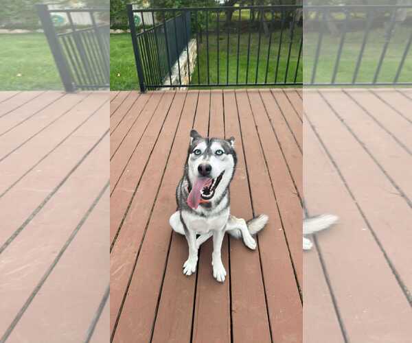 Medium Photo #2 Siberian Husky Puppy For Sale in Carrollton, TX, USA